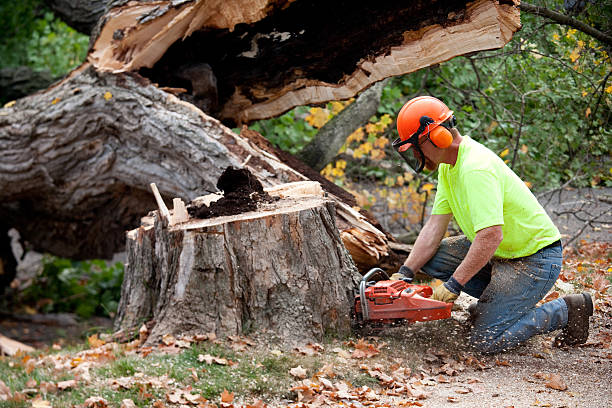 Best Best Tree Removal Services  in Pike Creek Valley, DE